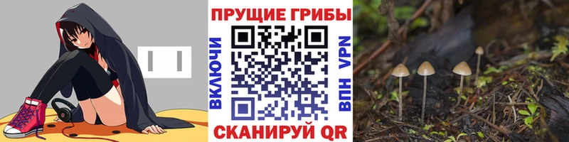 продажа наркотиков  блэк спрут как войти  Псилоцибиновые грибы Magic Shrooms  Алексин 